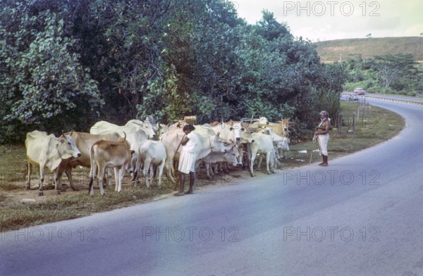 Brahman cattle herd livestock with herder in verge of main road, photos of Singapore and Johor Bahru, Malaysia 1965