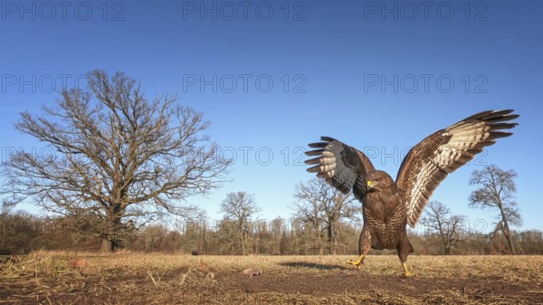 Common buzzard (Buteo buteo) hunting in winter, on the ground, hunting mice, bird of prey, habitat, habitat, wide angle, spreading wings, floodplain forest, floodplain meadows, Middle Elbe Biosphere Reserve, Saxony-Anhalt, Germany