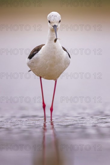 Stilt (Himantopus himantopus) Family of avocets, male with tadpole as prey, searching for food in the mud, shallow water zone, Toledo, Spain