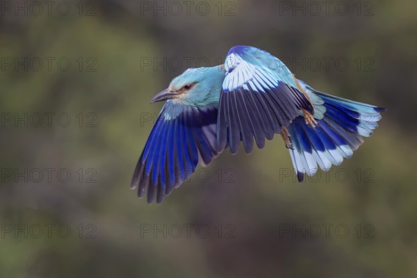 Eurasian Roller (Coracias garrulus) Almond Crow, male, female, pair, courtship, calling, interaction, feeding, flying, Toledo, Spain