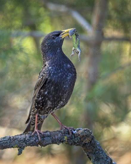 (Sturnus vulgaris), also known as Common starling, with food for the young birds, insects, with sand lizard as food for the young, moth, foraging, breeding, breeding cavity, tree cavity, nesting site, Middle Elbe River Landscape, Middle Elbe Biosphere Reserve, Saxony-Anhalt, Germany