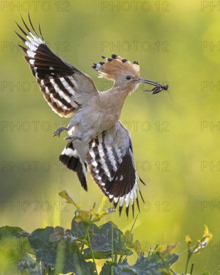 Hoopoe (Upupa epops) Bird of the Year 2022, male with food, prey, bridal gift, mating, courtship, foraging, food for the young birds, erected canopy, sunrise, interaction, flying, on approach, wings, climate change, Middle Elbe Biosphere Reserve, Saxony-Anhalt, Germany
