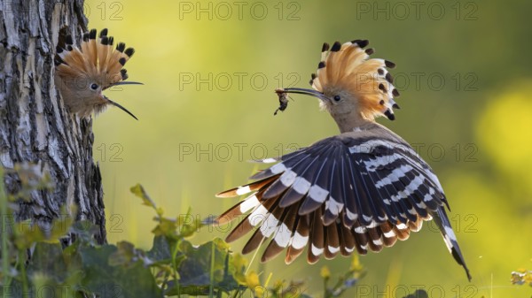Hoopoe (Upupa epops) Bird of the Year 2022, male with food, prey, foraging, food for the young birds, erected bonnet, sunrise, interaction, breeding cave, nest, young bird begging for food, flying, on approach, wings, climate change, Middle Elbe Biosphere Reserve, Saxony-Anhalt, Germany