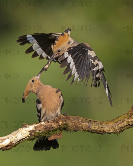 Hoopoe (Upupa epops) Bird of the Year 2022, male with food for the female, prey, alz, pair, mating, foraging, food for the young birds, erected bonnet, sunrise, interaction, breeding cave, nest, young bird begging for food, flying, approaching, wings, climate change, Middle Elbe Biosphere Reserve, Saxony-Anhalt, Germany