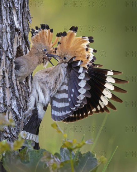Hoopoe (Upupa epops) Bird of the Year 2022, male with food, prey, foraging, food for the young birds, erected bonnet, sunrise, interaction, breeding cave, nest, young bird begging for food, flying, on approach, wings, climate change, Middle Elbe Biosphere Reserve, Saxony-Anhalt, Germany