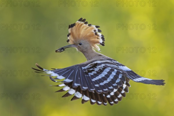 Hoopoe (Upupa epops) Bird of the Year 2022, male with food, prey, bridal gift, mating, courtship, foraging, food for the young birds, erected canopy, sunrise, interaction, flying, on approach, wings, climate change, Middle Elbe Biosphere Reserve, Saxony-Anhalt, Germany