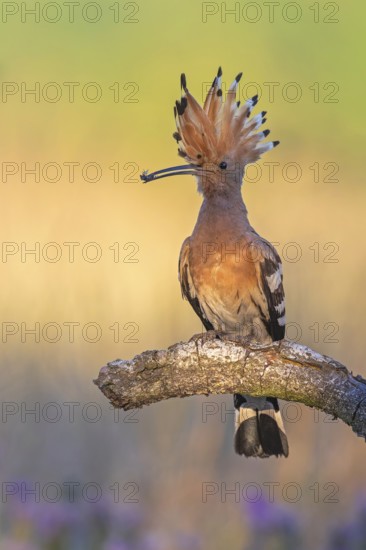 Hoopoe (Upupa epops) Bird of the Year 2022, male with food, prey, foraging, food for the young birds, erected canopy, sunrise, interaction, breeding cave, nest, young bird begging for food, sitting on branch, climate change, Middle Elbe Biosphere Reserve, Saxony-Anhalt, Germany