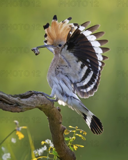 Hoopoe (Upupa epops) Bird of the Year 2022, male with food, prey, bridal gift, mating, courtship, foraging, in approach, food for the young birds, erected canopy, sunrise, interaction, flying, in approach, wings, climate change, Middle Elbe Biosphere Reserve, Saxony-Anhalt, Germany