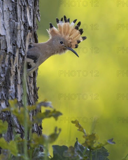 Hoopoe (Upupa epops) Bird of the Year 2022, curious young bird looking out of breeding cave, foraging, raised bonnet, sunrise, interaction, breeding cave, nest, young bird begging for food, climate change, Middle Elbe Biosphere Reserve, Saxony-Anhalt, Germany