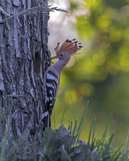 Hoopoe (Upupa epops) Bird of the Year 2022, male with food at the breeding den, prey, foraging, food for the young birds, erected canopy, sunrise, interaction, nest, climate change, Middle Elbe Biosphere Reserve, Saxony-Anhalt, Germany