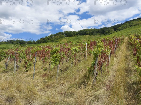 Diseased vines in a hilly area with mixed foliage under a cloudy sky, near Schwaikheim, Baden-Württemberg, Germany