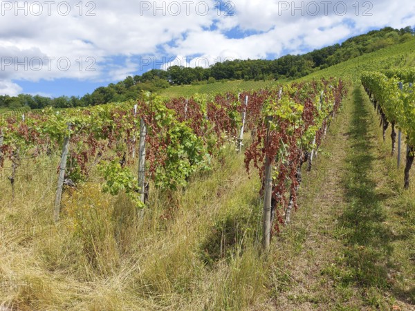Diseased vines with green and dried leaves on a hill, summer sky, near Schwaikheim, Baden-Württemberg, Germany
