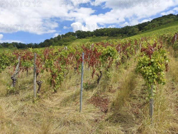 Diseased vines on a hill with green foliage and dried leaves against a blue sky, near Schwaikheim, Baden-Württemberg, Germany