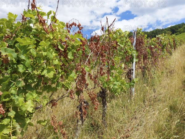 Diseased rows of vines with green and withered leaves under a blue sky with clouds, near Schwaikheim, Baden-Württemberg, Germany