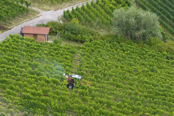 A tractor drives through a green vineyard with a small hut surrounded by plants, aerial view, spraying the vines against diseases, plant protection, near Korb, Baden-Württemberg, Germany