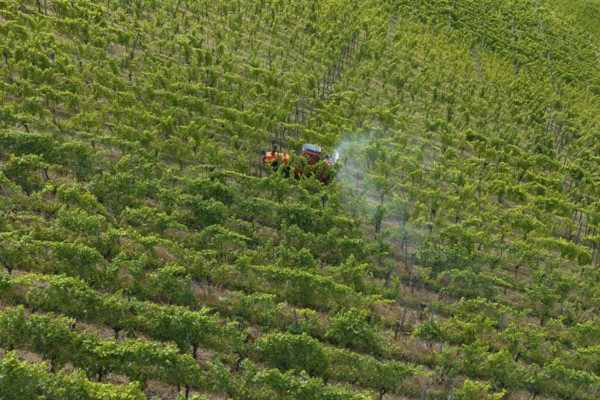 A tractor drives through a lush green vineyard, the vines grow in orderly rows, aerial view, spraying the vines against diseases, plant protection, near Korb, Baden-Württemberg, Germany