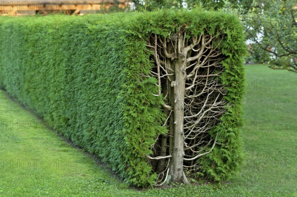 Arborvitae, thujas (Thuja), rectangular hedge, cross-section, tree trunk, branches, twigs and leaves, garden, Ismaning, Upper Bavaria, Bavaria, Germany