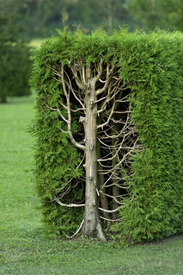 Arborvitae, thujas (Thuja), rectangular hedge, cross-section, tree trunk, branches, twigs and leaves, garden, Ismaning, Upper Bavaria, Bavaria, Germany