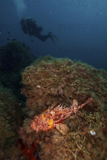 Red scorpionfish (Scorpaena scrofa), sea sow, on a reef covered with algae in the deep blue Mediterranean Sea near Hyères, diver in the background. Dive site Giens Peninsula, Provence Alpes Côte d'Azur, France