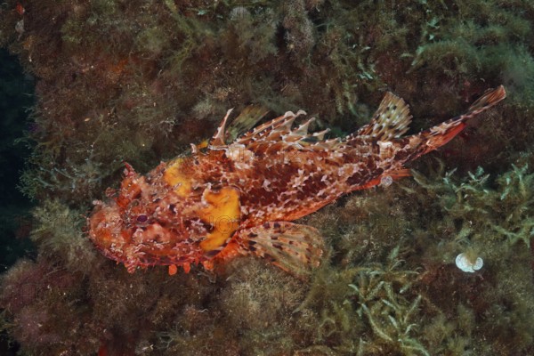 Red scorpionfish (Scorpaena scrofa) on the algae-covered seabed in the Mediterranean Sea near Hyères, Giens Peninsula dive site, Provence Alpes Côte d'Azur, France
