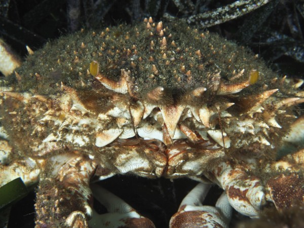 Portrait of a crab, European spider crab (Maja squinado), in the Mediterranean Sea near Hyères, dive site Giens Peninsula, Provence Alpes Côte d'Azur, France