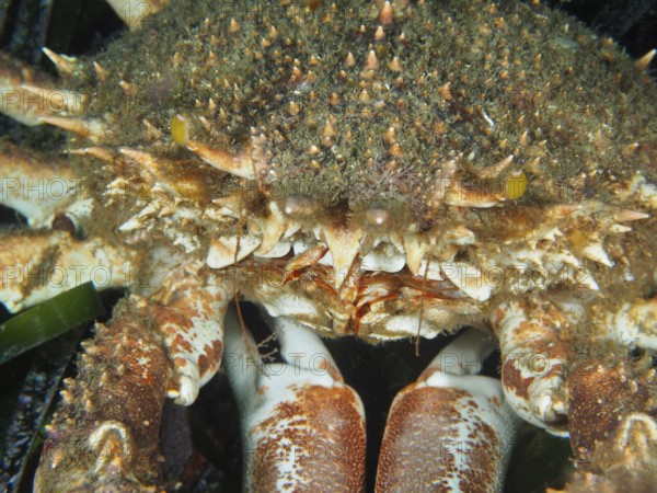 Close-up of a crab, European spider crab (Maja squinado), with detailed view of the carapace, in the Mediterranean Sea near Hyères, dive site Giens Peninsula, Provence Alpes Côte d'Azur, France