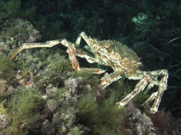 European spider crab (Maja squinado) climbing over algae-covered seabed in the Mediterranean Sea near Hyères, dive site Giens Peninsula, Provence Alpes Côte d'Azur, France