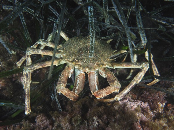 European spider crab (Maja squinado) well camouflaged between algae on the seabed in the Mediterranean Sea near Hyères, dive site Giens Peninsula, Provence Alpes Côte d'Azur, France