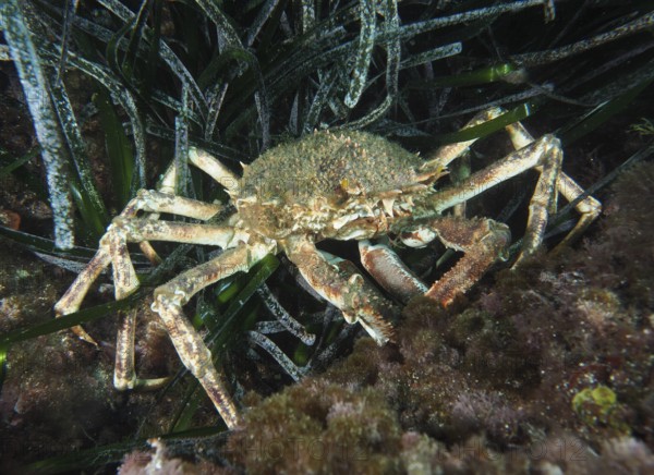 Well camouflaged crab, European spider crab (Maja squinado), on the algae-covered seabed in the Mediterranean Sea near Hyères, dive site Giens Peninsula, Provence Alpes Côte d'Azur, France