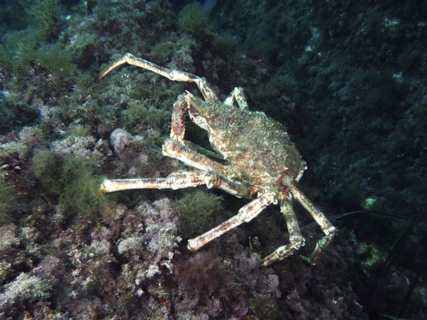 A large crab, European spider crab (Maja squinado), moves across the algae-covered seabed in the Mediterranean Sea near Hyères, dive site Giens Peninsula, Provence Alpes Côte d'Azur, France