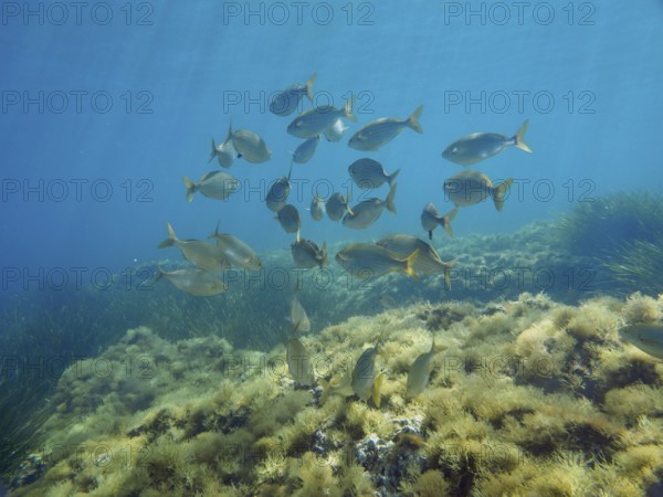 A shoal of fish, golden stripe (Sarpa salpa), swimming over algae-covered ground in the Mediterranean Sea near Hyères, dive site Giens Peninsula, Provence Alpes Côte d'Azur, France