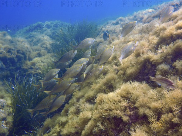 A shoal of fish, a golden shoal (Sarpa salpa), swims over an algae-covered underwater slope in the blue Mediterranean Sea near Hyères, dive site Giens Peninsula, Provence Alpes Côte d'Azur, France