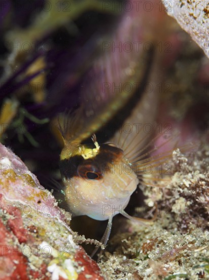 A striped Tompot blenny (Parablennius rouxi) in a colourful environment, looking curiously. Mediterranean Sea near Hyères, dive site Giens Peninsula, Provence Alpes Côte d'Azur, France