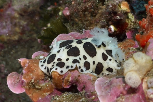 Spotted sea snail, leopard snail (Discodoris atromaculata), on vivid pink and orange sea sponges in the Mediterranean Sea near Hyères, dive site peninsula Giens, Provence Alpes Côte d'Azur, France
