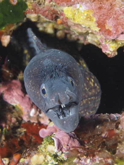 Mediterranean moray eel (Muraena helena) opens its mouth, showing teeth while peeking out of a rock in the Mediterranean Sea near Hyères, dive site Giens Peninsula, Provence Alpes Côte d'Azur, France