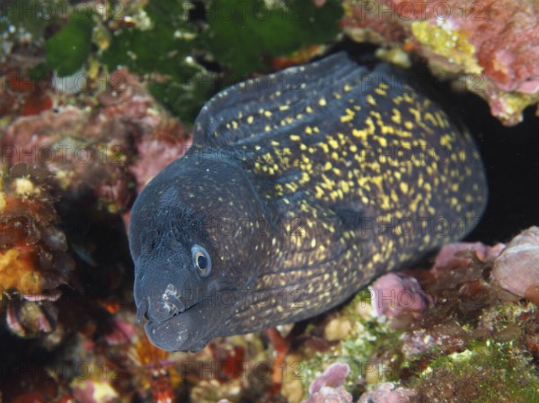 Close-up of a Mediterranean moray eel (Muraena helena) looking out of a rock, with detailed pattern. Mediterranean Sea near Hyères, dive site peninsula Giens, Provence Alpes Côte d'Azur, France