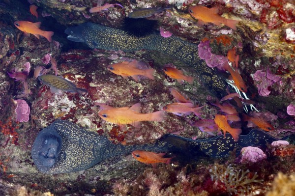 Dense underwater scene with two Mediterranean moray eels (Muraena helena) and colourful fish in a rock formation in the Mediterranean Sea near Hyères, dive site Giens Peninsula, Provence Alpes Côte d'Azur, France
