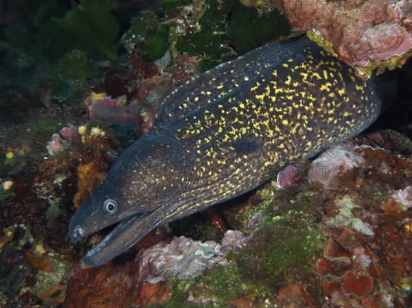 Detailed view of a Mediterranean Spotted moray (Muraena helena) with a spotted pattern, half hidden in a rock in the Mediterranean Sea near Hyères. Dive site Giens Peninsula, Provence Alpes Côte d'Azur, France