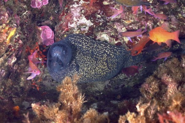 Mediterranean moray eel (Muraena helena) in a rocky niche surrounded by colourful fish and algae under water in the Mediterranean Sea near Hyères, dive site Giens Peninsula, Provence Alpes Côte d'Azur, France