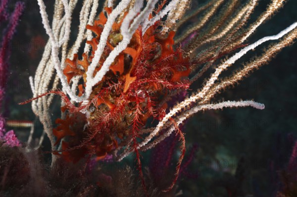 Colourful underwater scene with Mediterranean starfish (Antedon mediterranea) and white gorgonian (Eunicella singularis) in a lively marine habitat in the Mediterranean Sea near Hyères, Giens Peninsula dive site, Provence Alpes Côte d'Azur, France