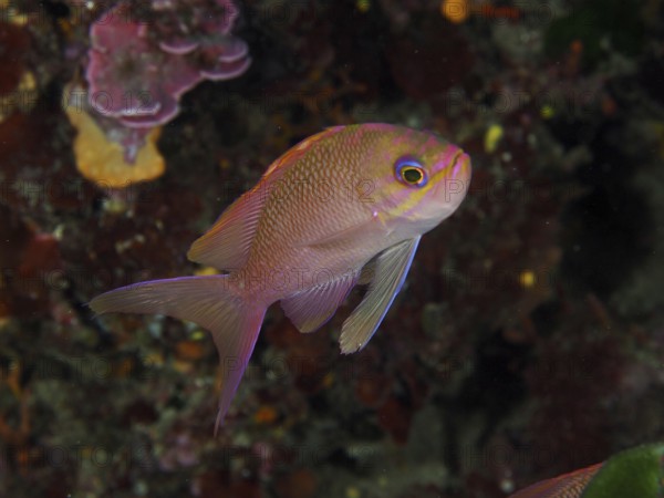 A pink-coloured fish, Mediterranean flagfish (Anthias anthias), swimming in the Mediterranean Sea near Hyères, Giens Peninsula dive site, Provence Alpes Côte d'Azur, France