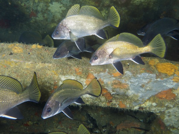 A group of common seals (Sciaena umbra) swimming in the Mediterranean Sea near Hyères, dive site Giens Peninsula, Provence Alpes Côte d'Azur, France