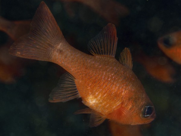An orange coloured fish, king mullet (Apogon imberbis), in dark water in the Mediterranean Sea near Hyères, dive site Giens Peninsula, Provence Alpes Côte d'Azur, France