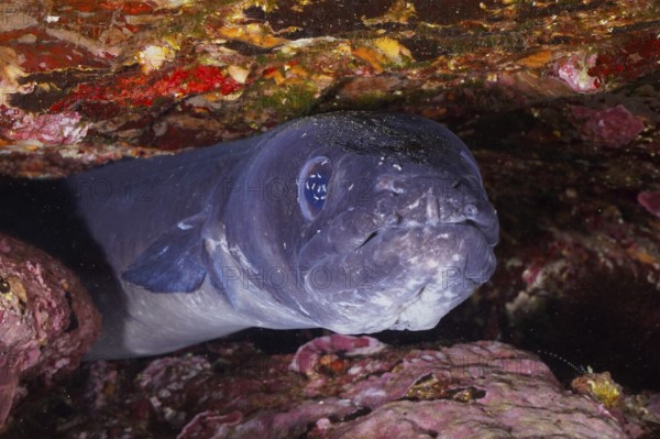 A conger eel (Conger conger) between rocks under water in the Mediterranean Sea near Hyères, dive site Giens Peninsula, Provence Alpes Côte d'Azur, France