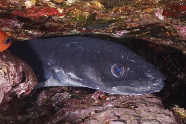 A conger eel (Conger conger) hides between rocks in a dark underwater environment in the Mediterranean Sea near Hyères, dive site Peninsula Giens, Provence Alpes Côte d'Azur, France