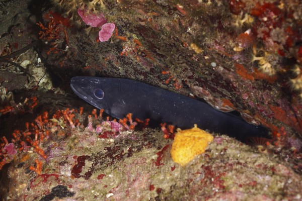 Conger eel (Conger conger) in a hidden corner of a reef in the Mediterranean Sea near Hyères, dive site Giens Peninsula, Provence Alpes Côte d'Azur, France