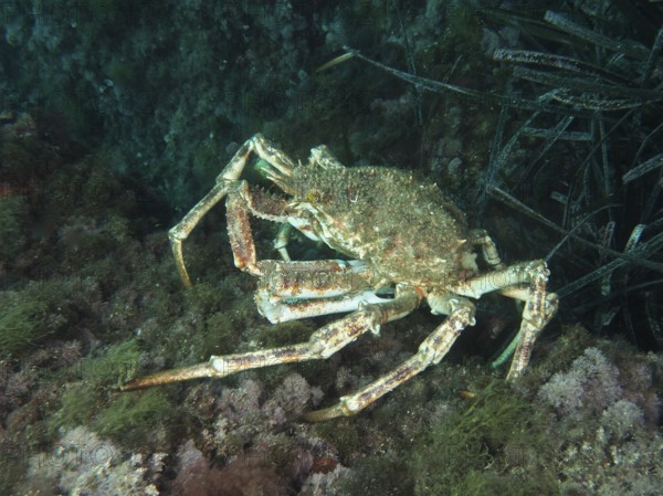 European spider crab (Maja squinado) above the algae-covered seabed in the Mediterranean Sea near Hyères, dive site Giens Peninsula, Provence Alpes Côte d'Azur, France