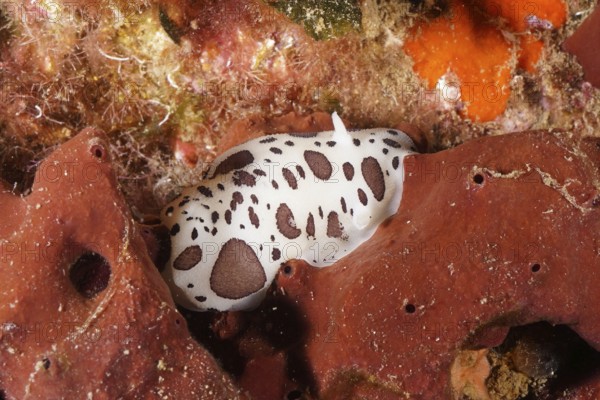 Spotted sea snail, leopard snail (Discodoris atromaculata), on red-brown sea sponge in the Mediterranean Sea near Hyères, dive site peninsula Giens, Provence Alpes Côte d'Azur, France