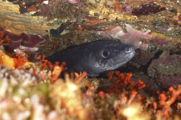 A conger eel (Conger conger) hides between colourful false corals and rocks in the Mediterranean Sea near Hyères, dive site Peninsula Giens, Provence Alpes Côte d'Azur, France