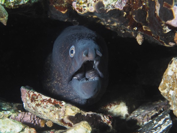 Mediterranean moray eel (Muraena helena) with open mouth in a dark rocky hideaway under water in the Mediterranean Sea near Hyères, dive site Giens Peninsula, Provence Alpes Côte d'Azur, France